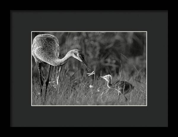 Todays lesson - Framed Print