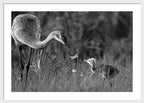 Todays lesson - Framed Print