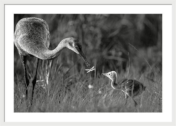 Todays lesson - Framed Print