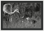 Todays lesson - Framed Print