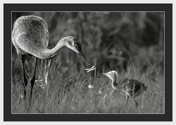 Todays lesson - Framed Print