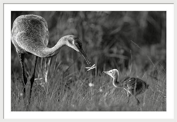 Todays lesson - Framed Print