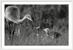 Todays lesson - Framed Print