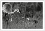 Todays lesson - Framed Print