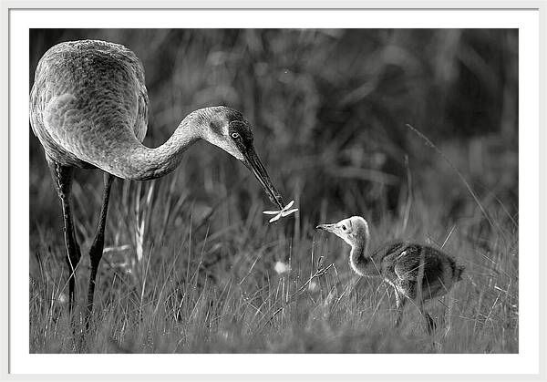 Todays lesson - Framed Print