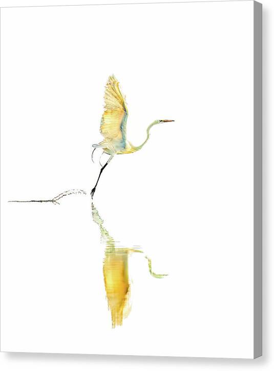 Vanilla - Canvas Print