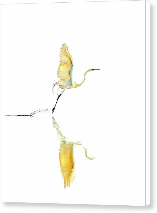 Vanilla - Canvas Print