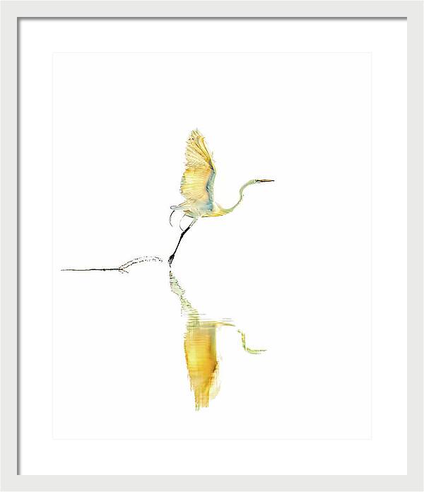 Vanilla - Framed Print
