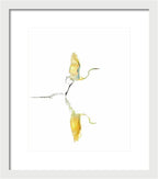 Vanilla - Framed Print