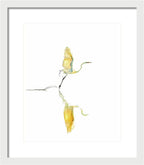 Vanilla - Framed Print