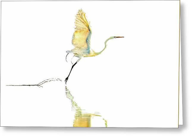 Vanilla - Greeting Card
