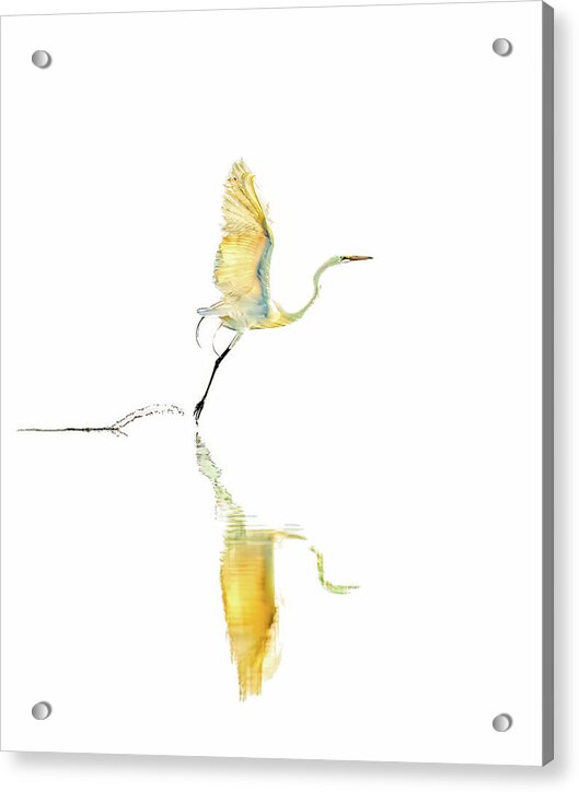 Vanilla - Acrylic Print
