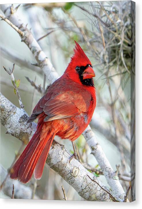 Winters Flame - Canvas Print