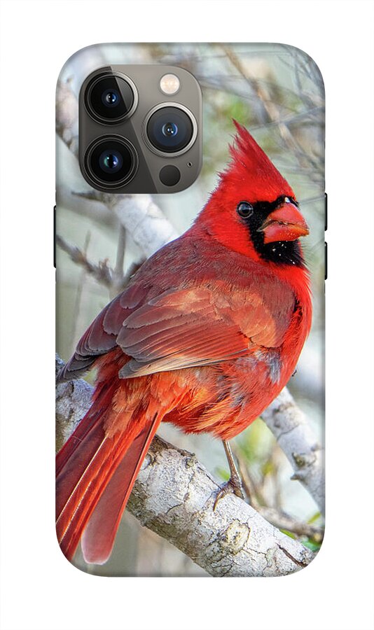 Winters Flame - Phone Case
