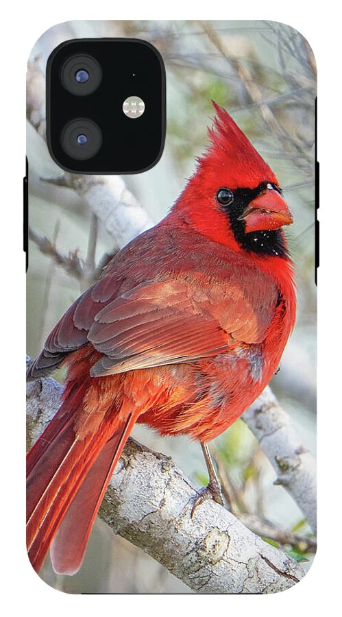 Winters Flame - Phone Case