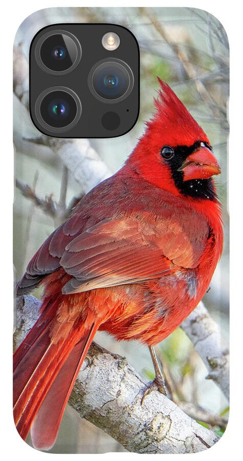Winters Flame - Phone Case