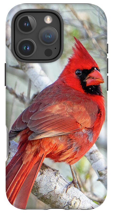 Winters Flame - Phone Case