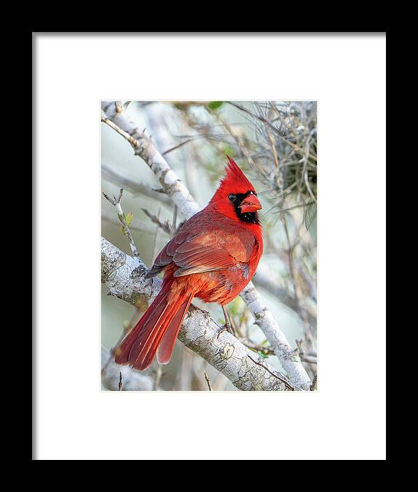 Winters Flame - Framed Print