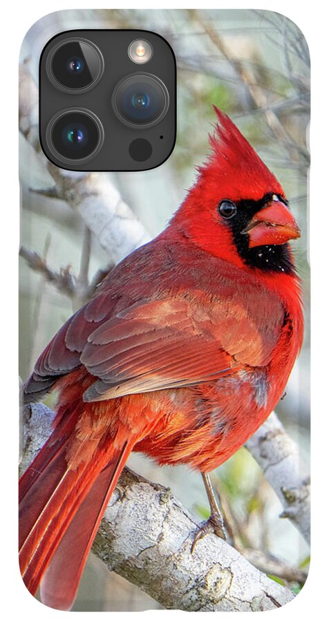 Winters Flame - Phone Case