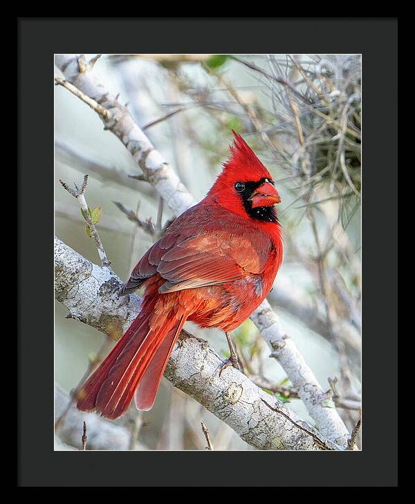 Winters Flame - Framed Print