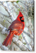 Winters Flame - Acrylic Print