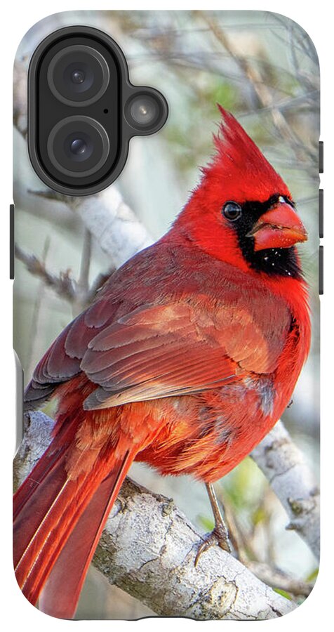 Winters Flame - Phone Case