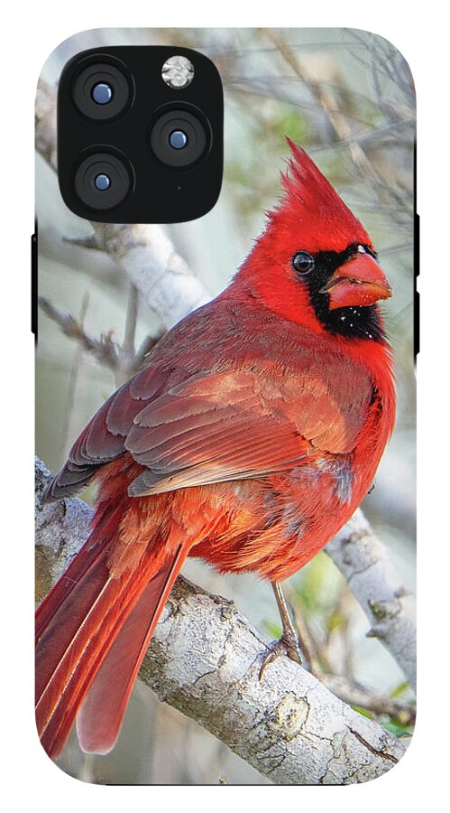 Winters Flame - Phone Case