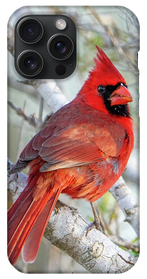 Winters Flame - Phone Case