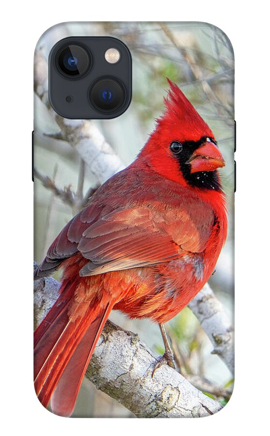 Winters Flame - Phone Case