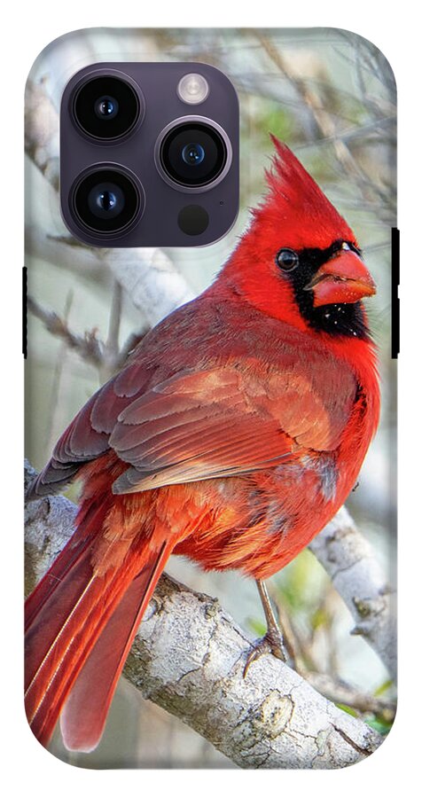 Winters Flame - Phone Case