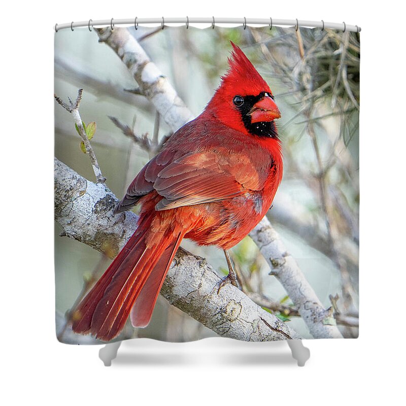 Winters Flame - Shower Curtain