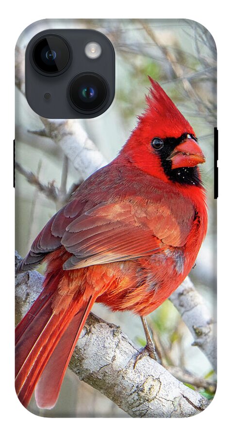 Winters Flame - Phone Case