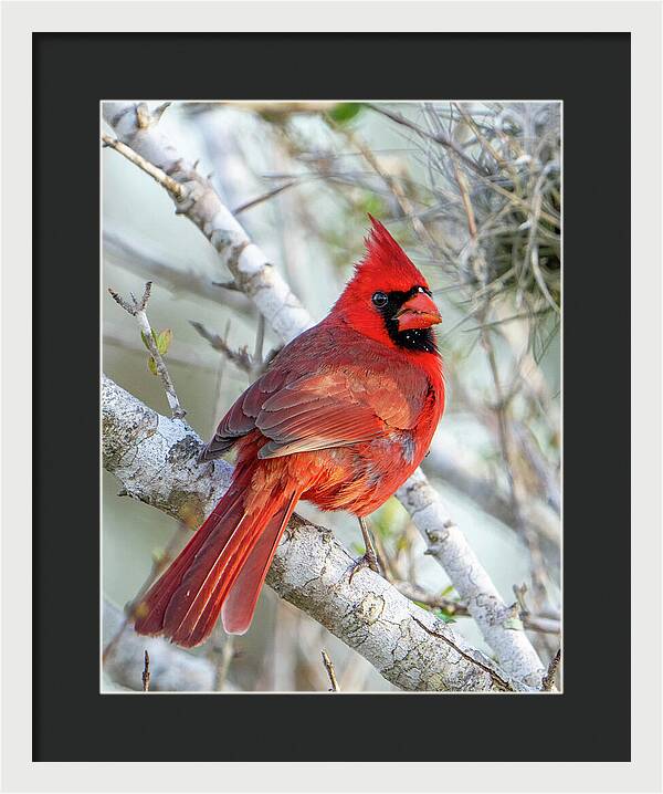 Winters Flame - Framed Print