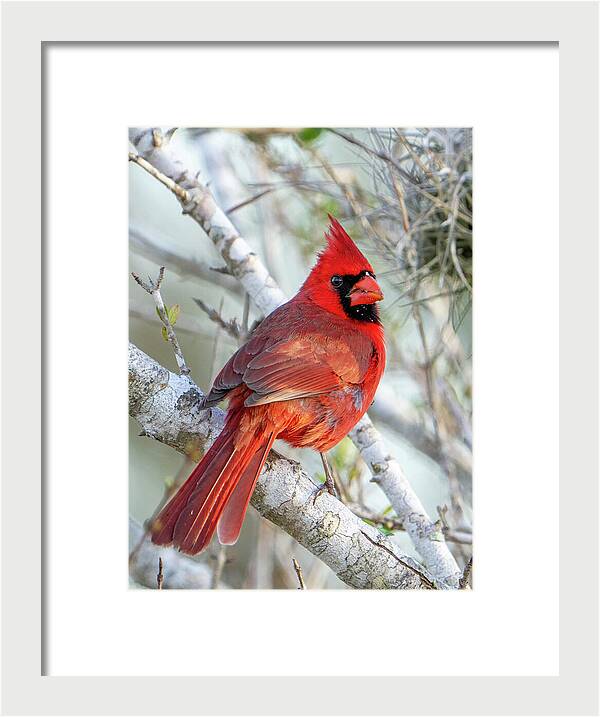Winters Flame - Framed Print