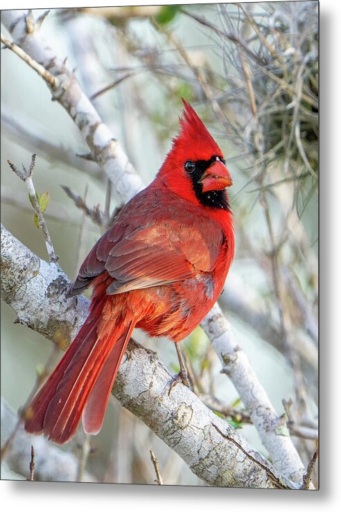 Winters Flame - Metal Print