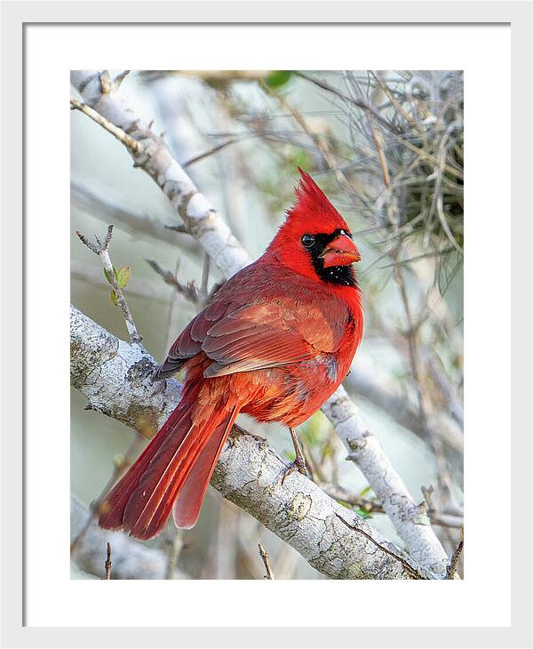 Winters Flame - Framed Print