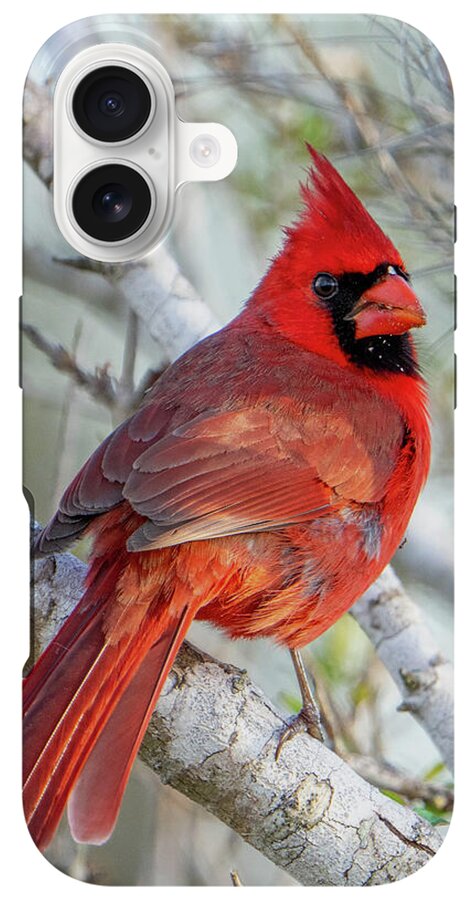 Winters Flame - Phone Case