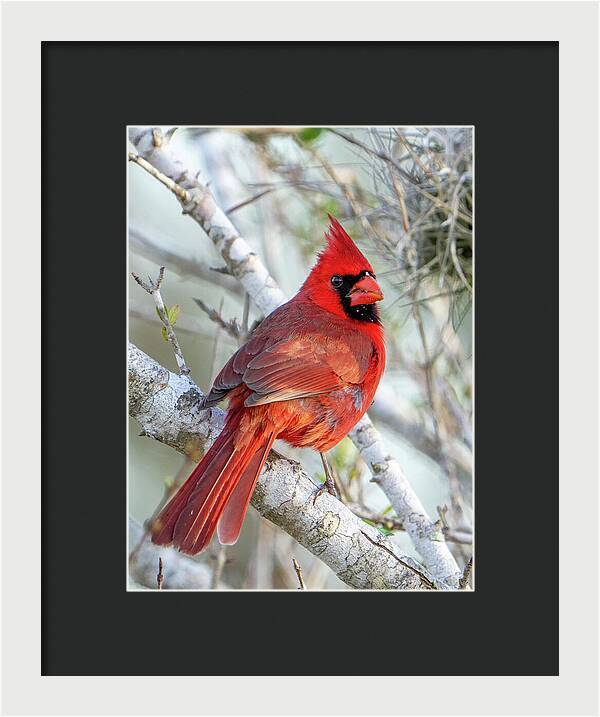 Winters Flame - Framed Print