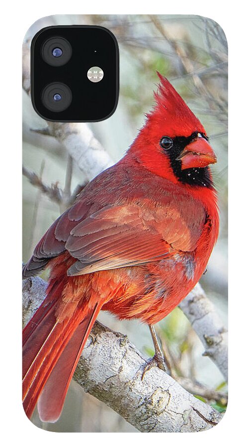 Winters Flame - Phone Case