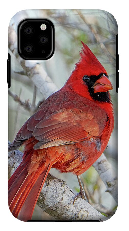 Winters Flame - Phone Case