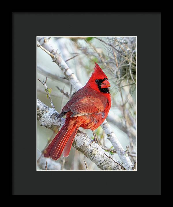 Winters Flame - Framed Print